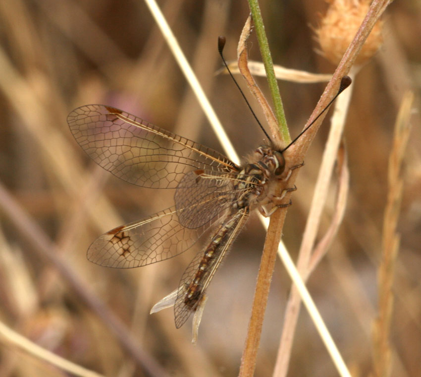 Deleproctophylla australis, femmina (Planip., Ascalaphidae)